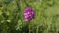 Pyramiden-Hunds-Wurz (Anacamptis pyramidalis).jpg